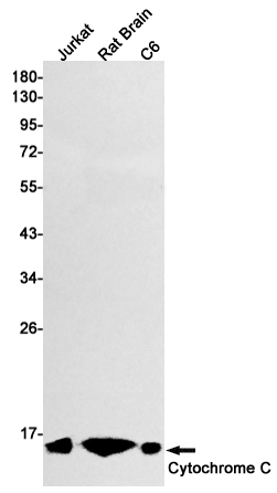 Western blot detection of Cytochrome C in Jurkat,Rat Brain,C6 cell lysates using Cytochrome C Rabbit mAb(1:1000 diluted).Predicted band size:12kDa.Observed band size:14kDa.