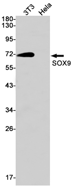 Western blot detection of SOX9 in 3T3,Hela cell lysates using SOX9 Rabbit mAb(1:1000 diluted).Predicted band size:56kDa.Observed band size:70kDa.