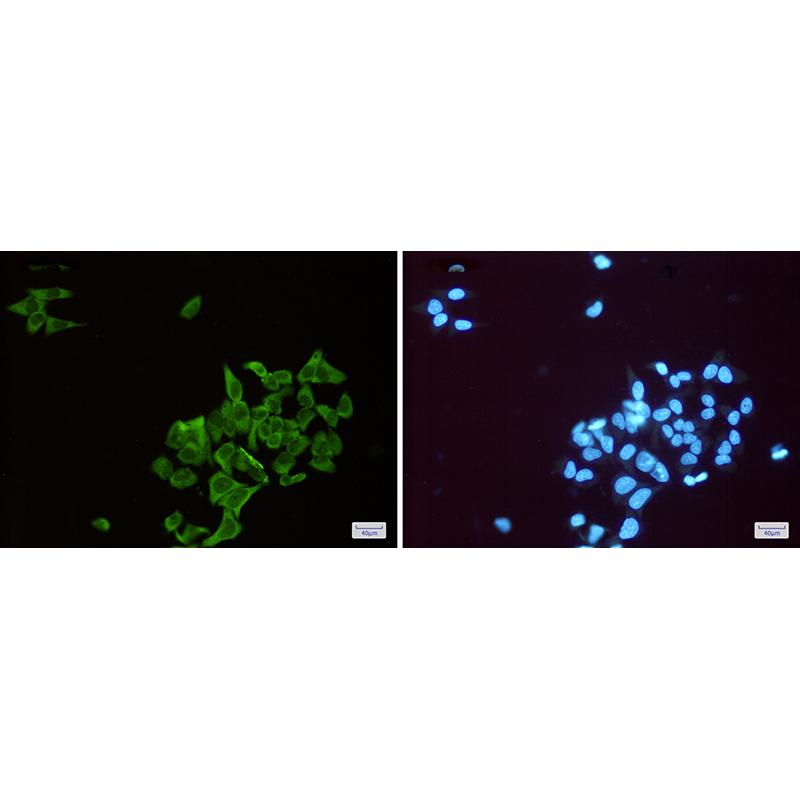 Immunofluorescence of ENO1(green) in Hela cells using ENO1 Rabbit mAb at dilution 1:50, and DAPI(blue)