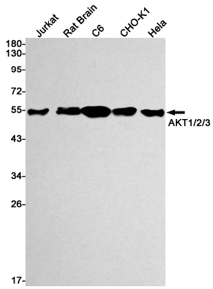 Western blot detection of AKT1/2/3 in Jurkat,Rat Brain,C6,CHO-K1,Hela cell lysates using AKT Rabbit mAb(1:1000 diluted).Predicted band size:56kDa.Observed band size:56kDa.