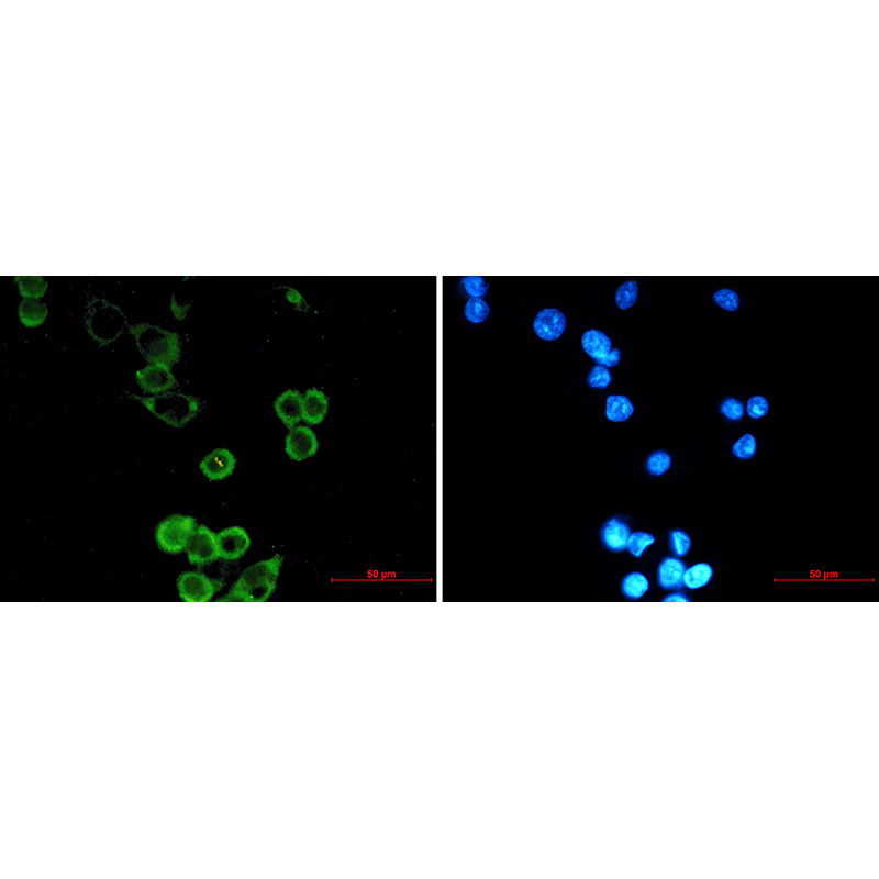 Immunofluorescence of APG5L/ATG5 (green) in MCF-7 using APG5L/ATG5 antibody at dilution 1:20, and DAPI(blue)