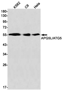 Western blot detection of APG5L/ATG5 Rabbit pA in K562,C6,Hela cell lysates using APG5L/ATG5 Rabbit mAb(1:1000 diluted).Predicted band size:33kDa.Observed band size:55kDa.