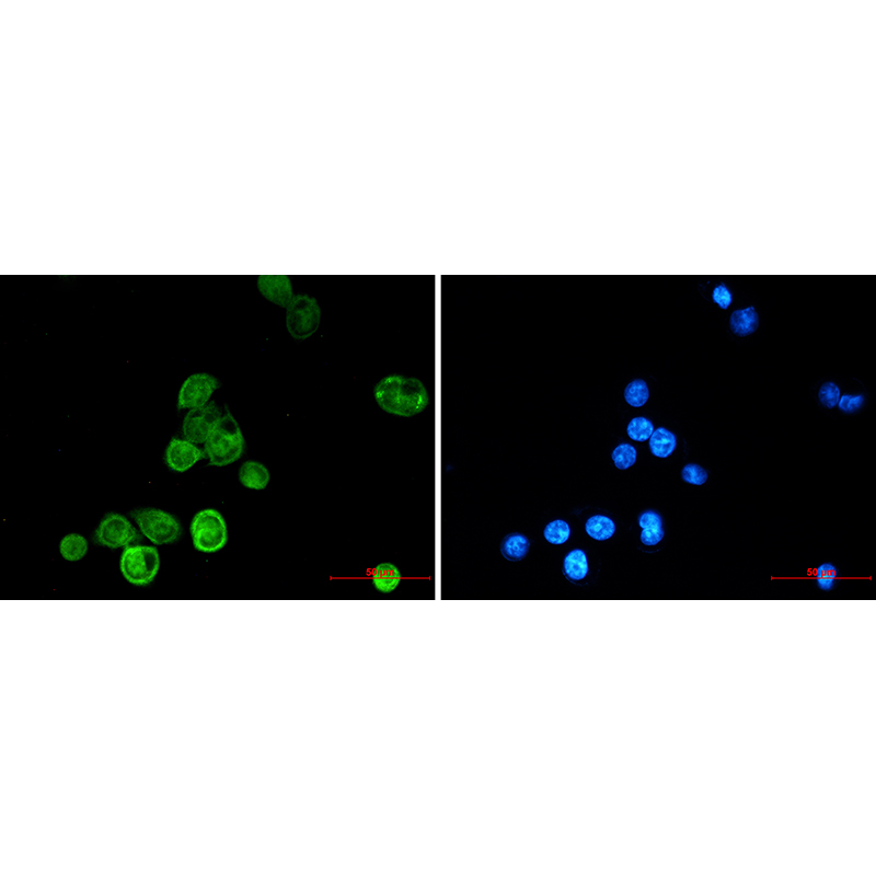 Immunofluorescence of BAT3/BAG-6 (green) in MCF-7 using BAT3/BAG-6 antibody at dilution 1:20, and DAPI(blue)