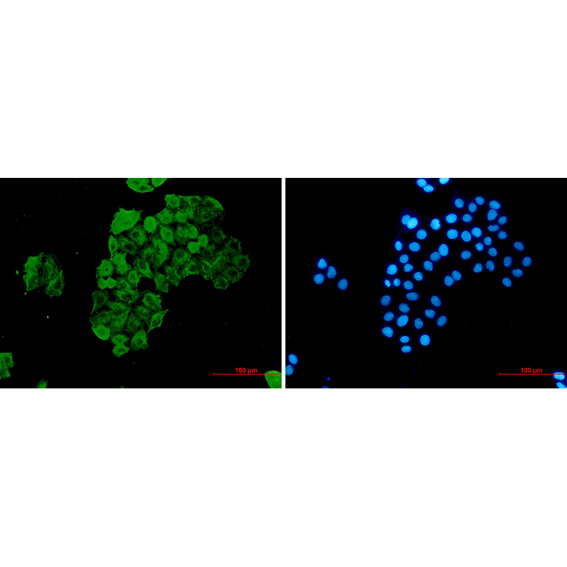 Immunofluorescence of FKBP52  (green) in hela using FKBP52 Rabbit mAb at dilution 1:50, and DAPI(blue)