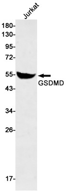 Western blot detection of GSDMD in Jurkat cell lysates using GSDMD Rabbit mAb(1:500 diluted).Predicted band size:53kDa.Observed band size:53kDa.