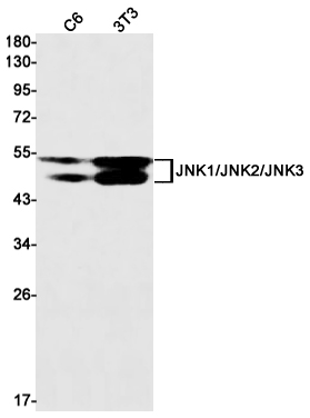 Western blot detection of JNK1/2/3 in C6,3T3 cell lysates using JNK1/2/3 Rabbit mAb(1:1000 diluted).Predicted band size:48,53kDa.Observed band size: 46,54kDa.