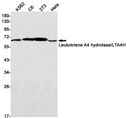 Western blot detection of Leukotriene A4 hydrolase/LTA4H in K562,C6,3T3,Hela cell lysates using Leukotriene A4 hydrolase/LTA4H Rabbit mAb(1:1000 diluted).Predicted band size:69kDa.Observed band size:69kDa.