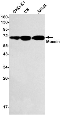 Western blot detection of Moesin in CHO-K1,C6,Jurkat cell lysates using Moesin Rabbit mAb(1:500 diluted).Predicted band size:68kDa.Observed band size:68kDa.