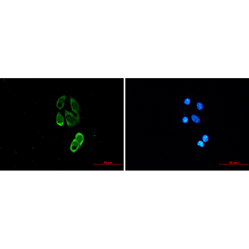 Immunofluorescence of TRIM25/EFP (green) in MCF-7 using TRIM25/EFP antibody at dilution 1:20, and DAPI(blue)