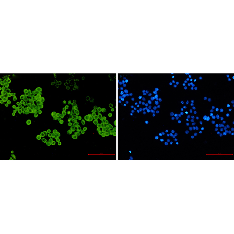 Immunofluorescence of CYP2D6(green) in hela using CYP2D6 Rabbit mAb at dilution 1:50, and DAPI(blue)