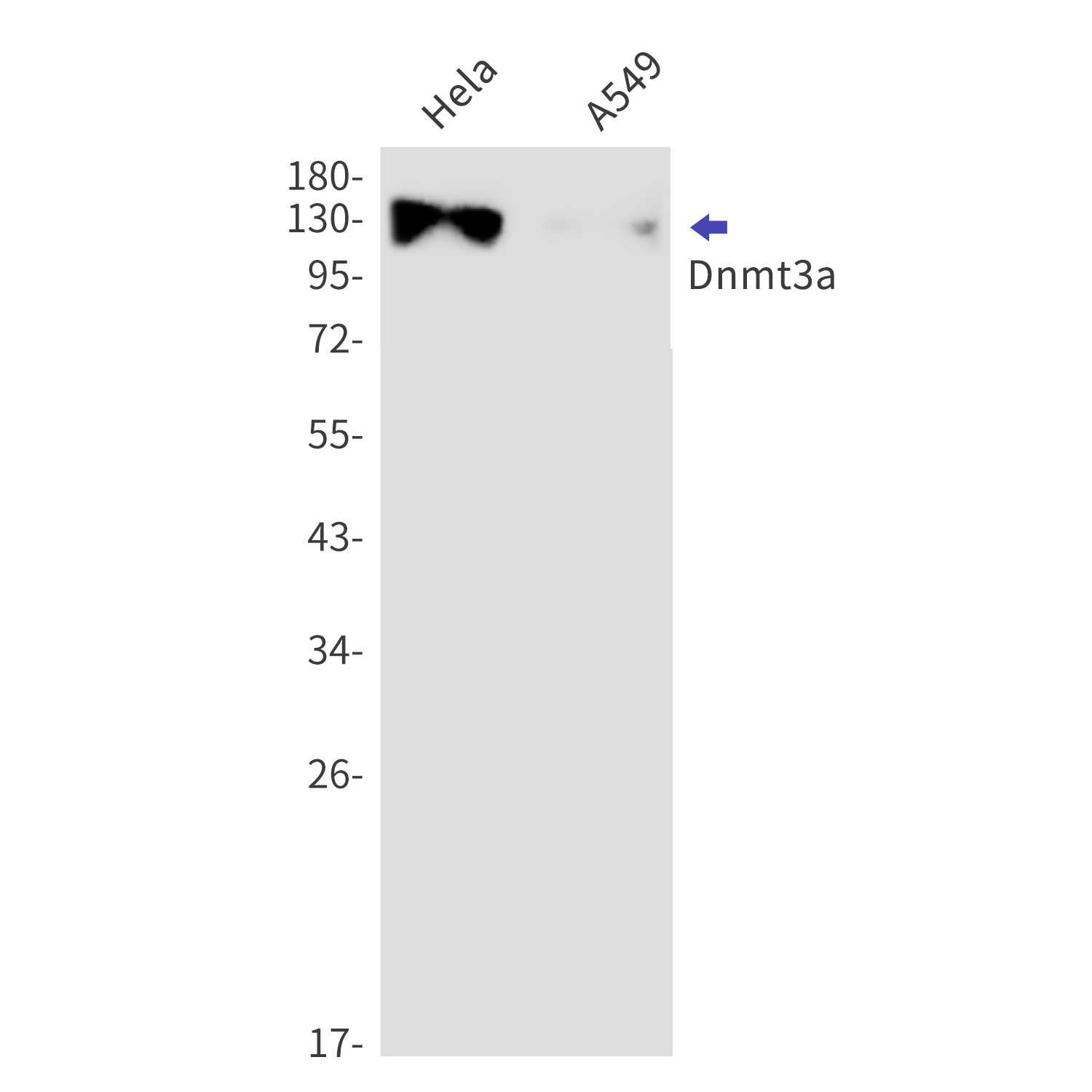 Western blot detection of Dnmt3a in Hela,A549 cell lysates using Dnmt3a Rabbit mAb(1:1000 diluted).Predicted band size:102kDa.Observed band size:130kDa.