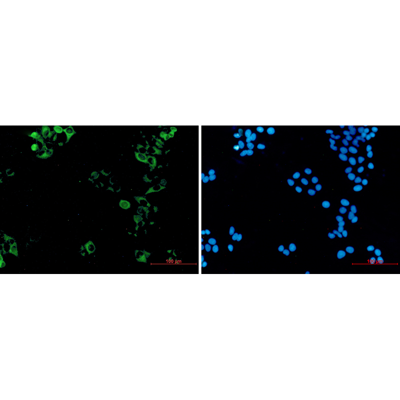 Immunofluorescence of Eg5  (green) in hela using Eg5 Rabbit mAb at dilution 1:50, and DAPI(blue)