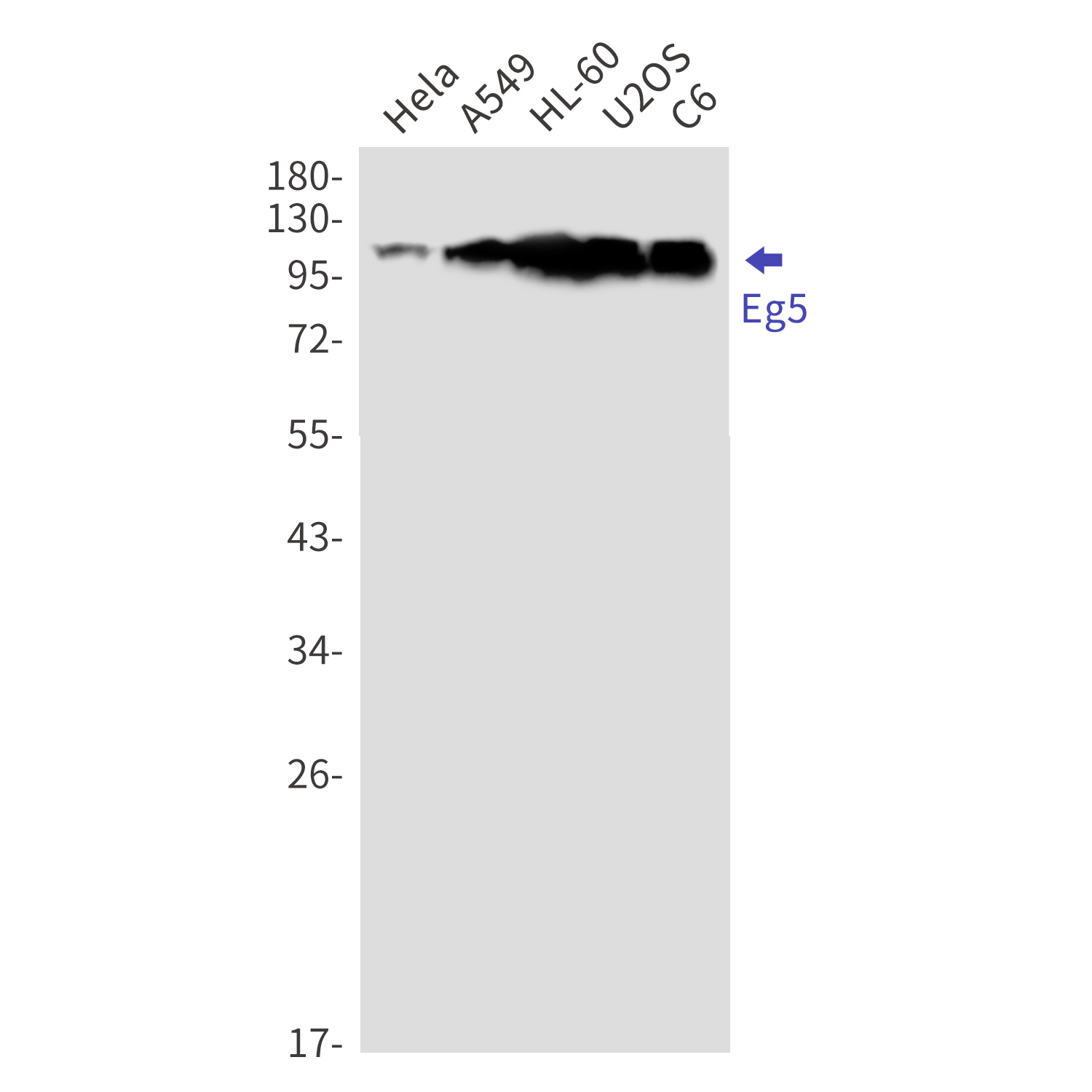 Western blot detection of  Eg5 in Hela,A549,HL-60,U2OS,C6 cell lysates using Eg5 Rabbit mAb(1:1000 diluted).Predicted band size:119kDa.Observed band size:119kDa.