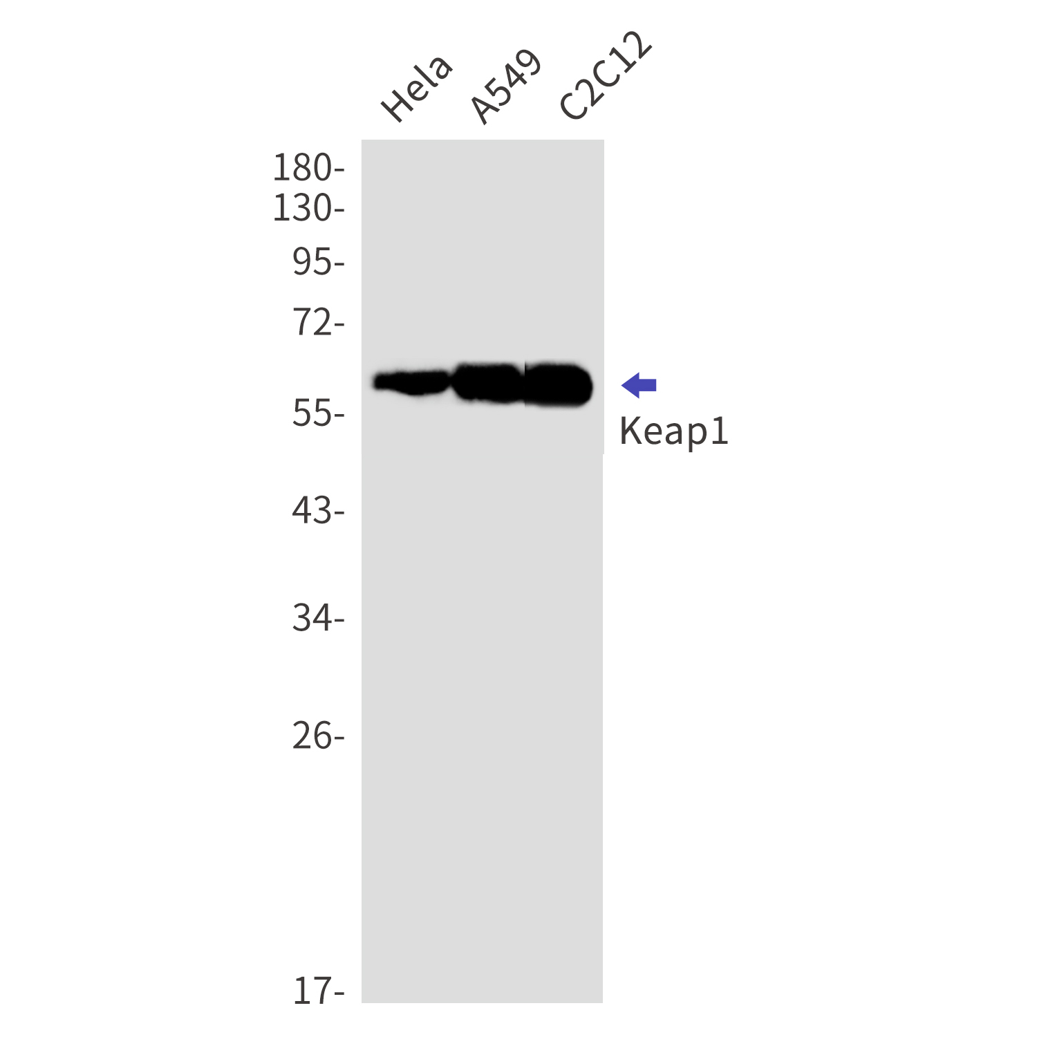 Western blot detection of Keap1 in Hela,A549,C2C12 cell lysates using Keap1 Rabbit mAb(1:1000 diluted).Predicted band size:70kDa.Observed band size:60-64kDa.