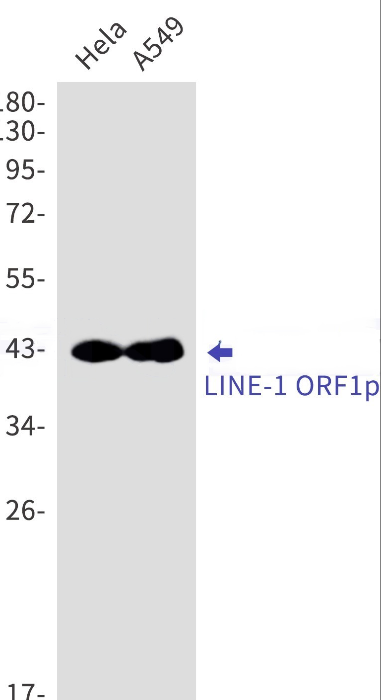 Western blot detection of  LINE-1 ORF1p in Hela,A549 cell lysates using LINE-1 ORF1p Rabbit mAb(1:1000 diluted).Predicted band size:40kDa.Observed band size:42kDa.