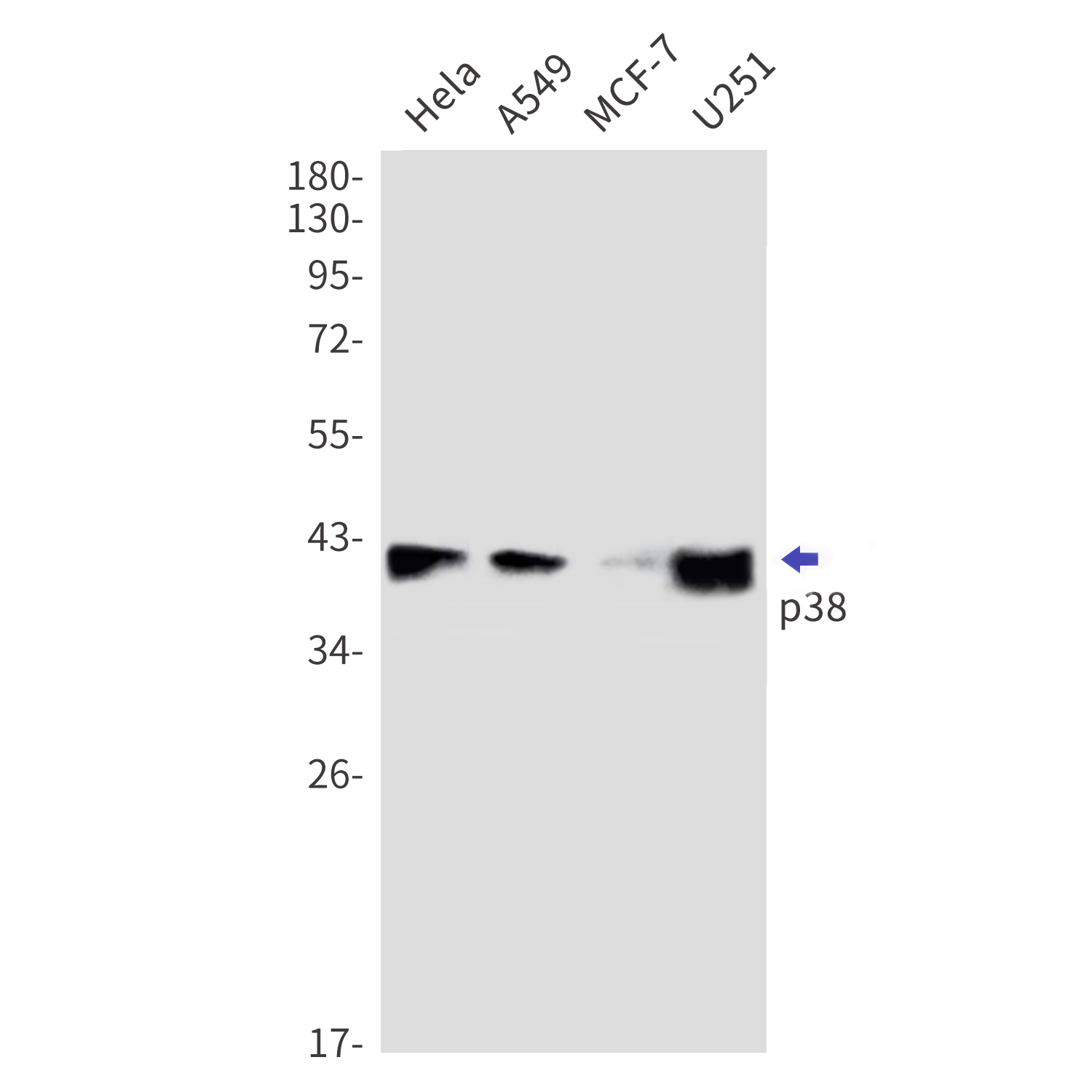Western blot detection of p38 in Hela,A549,MCF-7,U251 cell lysates using p38 Rabbit mAb(1:1000 diluted).Predicted band size:41kDa.Observed band size:41kDa.