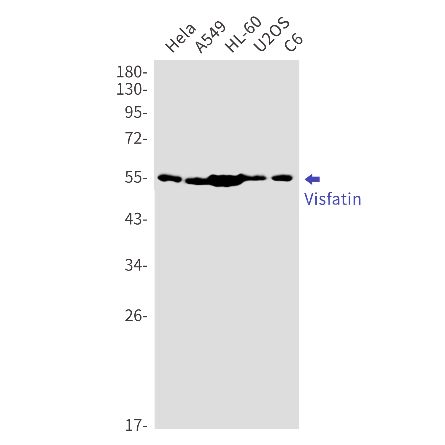 Western blot detection of Visfatin in Hela,A549,HL-60,U2OS,C6 cell lysates using Visfatin Rabbit mAb(1:1000 diluted).Predicted band size:56kDa.Observed band size:56kDa.