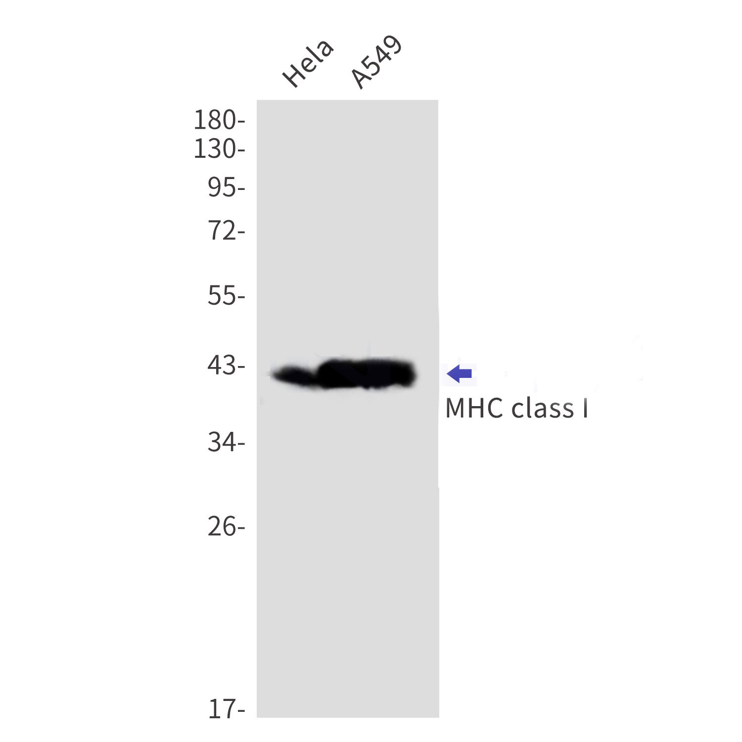 Western blot detection of MHC class I in Hela,A549 cell lysates using MHC class I Rabbit mAb(1:1000 diluted).Observed band size:41kDa.