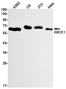 Western blot detection of ABCE1 in K562,C6,3T3,Hela cell lysates using ABCE1 Rabbit mAb(1:1000 diluted).Predicted band size:67kDa.Observed band size:67kDa.