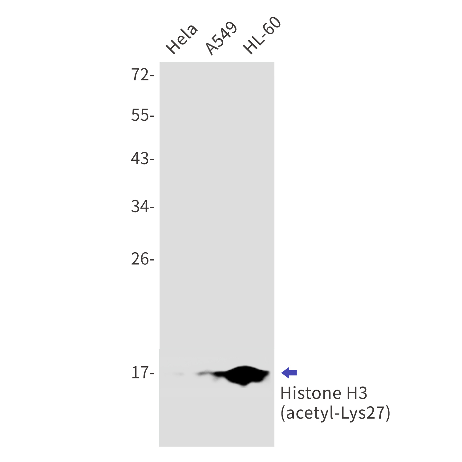 Western blot detection of Histone H3 (acetyl-Lys27) in Hela,A549,HL-60 cell lysates using Histone H3 (acetyl-Lys27) Rabbit mAb(1:1000 diluted).Predicted band size:15kDa.Observed band size:17kDa.