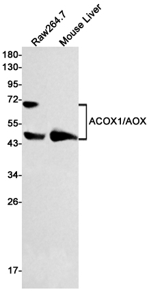 Western blot detection of ACOX1/AOX in Raw264.7,Mouse Liver cell lysates using ACOX1/AOX Rabbit mAb(1:500 diluted).Predicted band size:74kDa.Observed band size:74,48kDa.