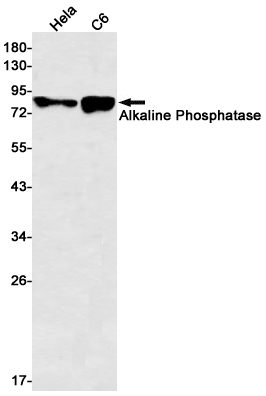 Western blot detection of Alkaline Phosphatase in Hela,C6 cell lysates using Alkaline Phosphatase Rabbit mAb(1:500 diluted).Predicted band size:57kDa.Observed band size:80kDa.