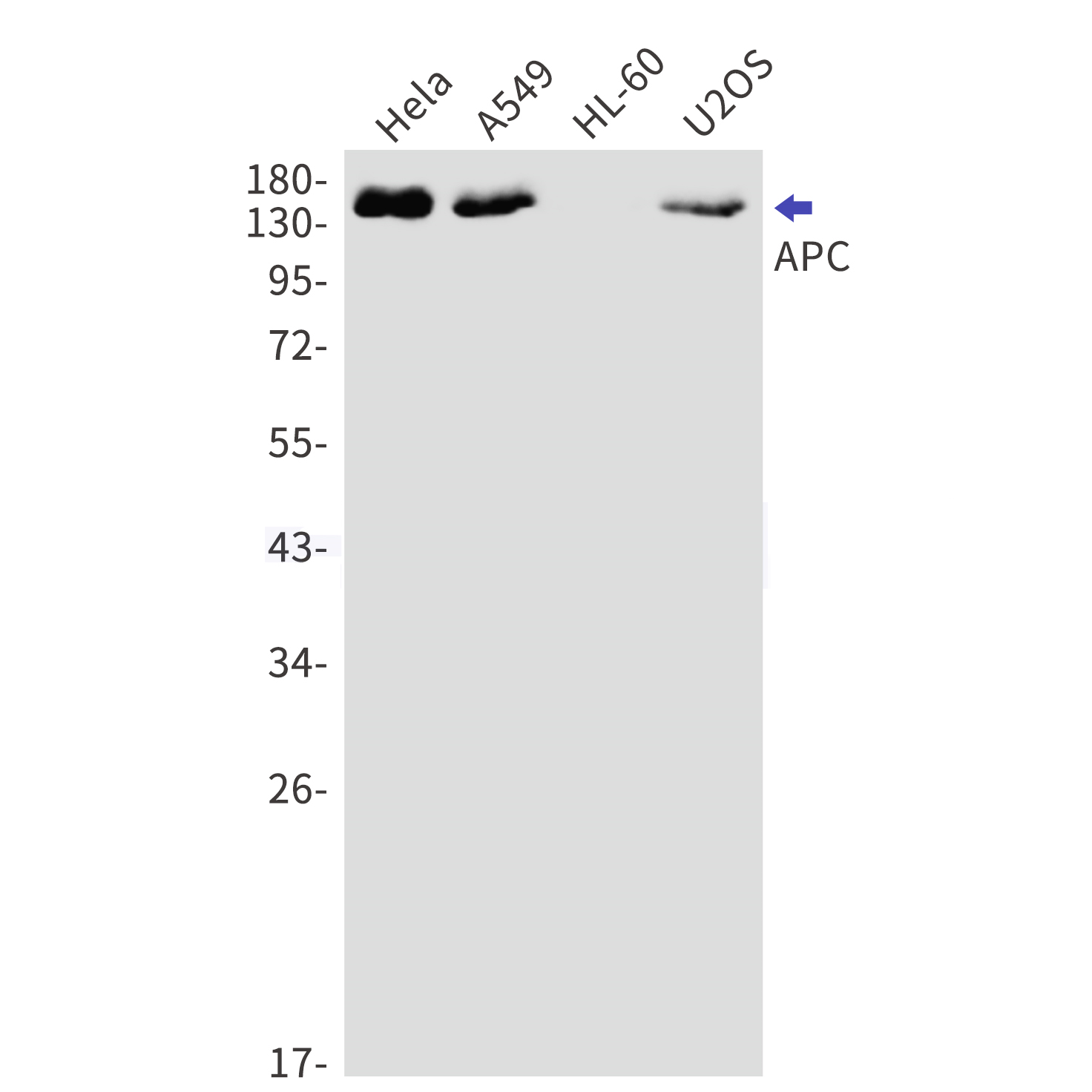 Western blot detection of APC in Hela,A549,HL-60,U2OS cell lysates using APC Rabbit mAb(1:1000 diluted).Predicted band size:312kDa.Observed band size:160kDa.