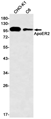 Western blot detection of ApoER2 in CHO-K1,C6 cell lysates using ApoER2 Rabbit mAb(1:500 diluted).Predicted band size:106kDa.Observed band size:130/106kDa.