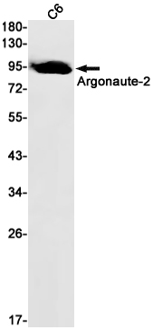 Western blot detection of Argonaute-2 in C6 cell lysates using Argonaute-2 Rabbit mAb(1:1000 diluted).Predicted band size:97kDa.Observed band size:97kDa.