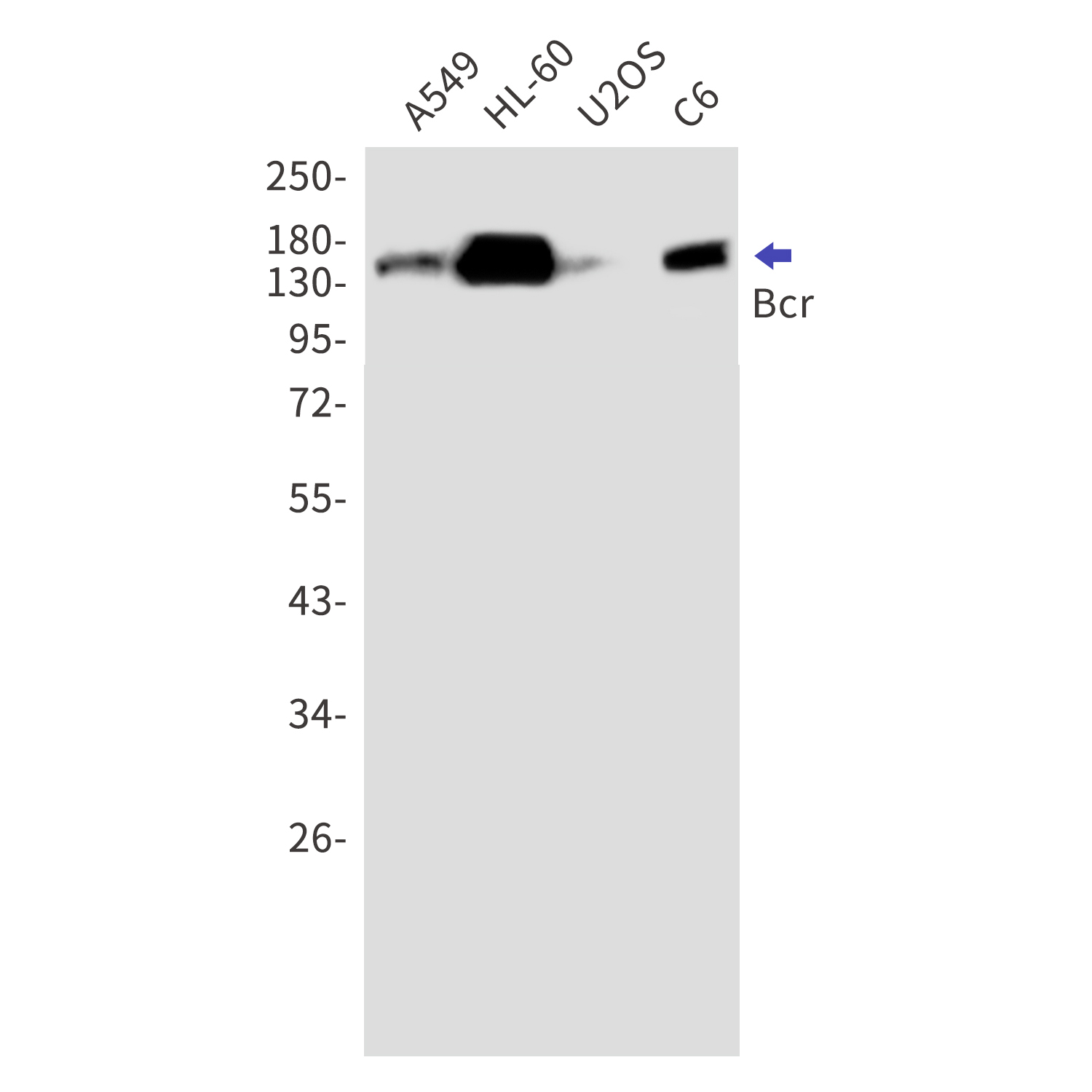 Western blot detection of Bcr in A549,HL-60,U2OS,C6 cell lysates using Bcr Rabbit mAb(1:1000 diluted).Predicted band size:143kDa.Observed band size:160kDa.