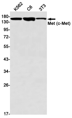 Western blot detection of Met (c-Met) in K562,C6,3T3 cell lysates using Met (c-Met) Rabbit mAb(1:1000 diluted).Predicted band size:156kDa.Observed band size:170kDa.