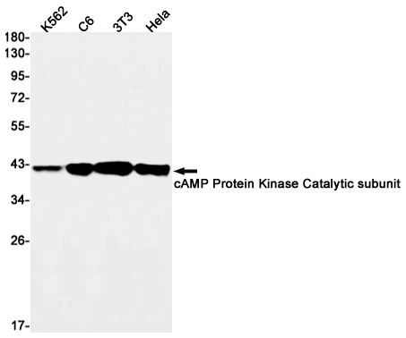Western blot detection of cAMP Protein Kinase Catalytic subunit in K562,C6,3T3,Hela cell lysates using cAMP Protein Kinase Catalytic subunit Rabbit mAb(1:1000 diluted).Predicted band size:41kDa.Observed band size:41kDa.