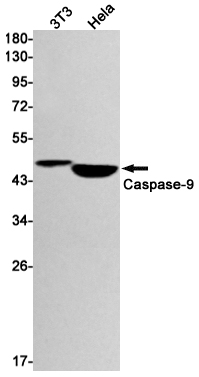 Western blot detection of Caspase-9 in 3T3,Hela cell lysates using Caspase-9 Rabbit mAb(1:1000 diluted).Predicted band size:46kDa.Observed band size:46kDa.
