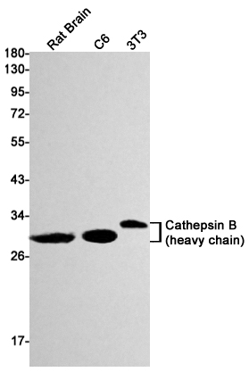 Western blot detection of Cathepsin B in Rat Brain,C6,3T3 cell lysates using Cathepsin B Rabbit mAb(1:1000 diluted).Predicted band size:37kDa.Observed band size: 27,30kDa.
