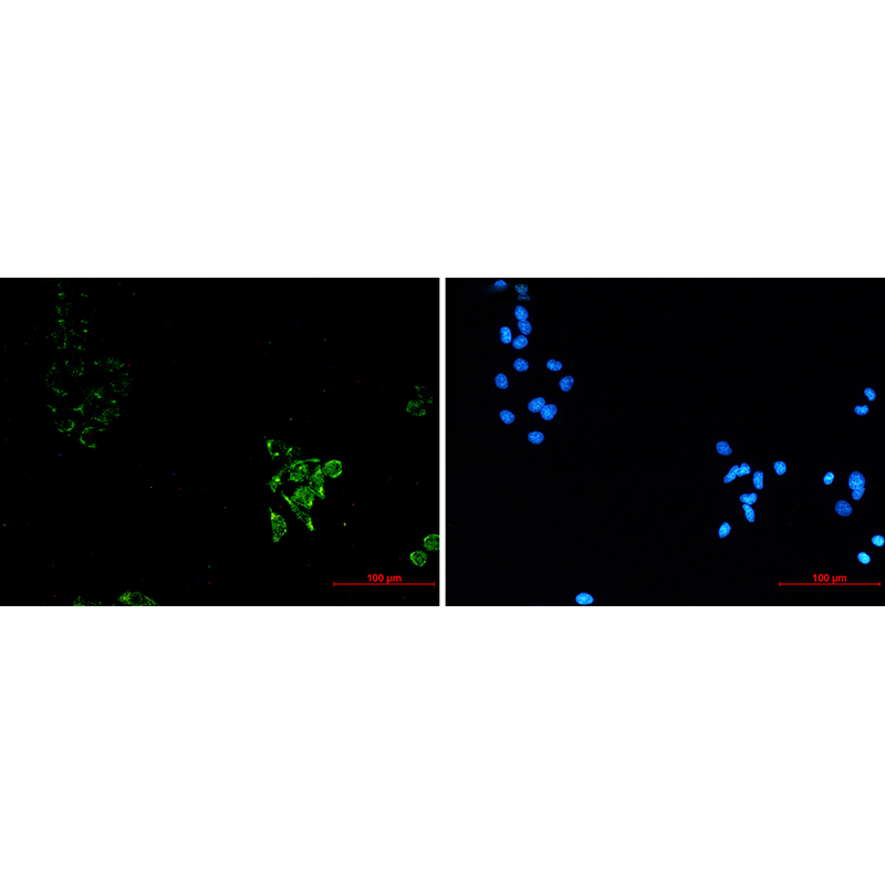 Immunofluorescence of Caveolin-1 (green) in Hela using Caveolin-1 antibody at dilution 1:20, and DAPI(blue)