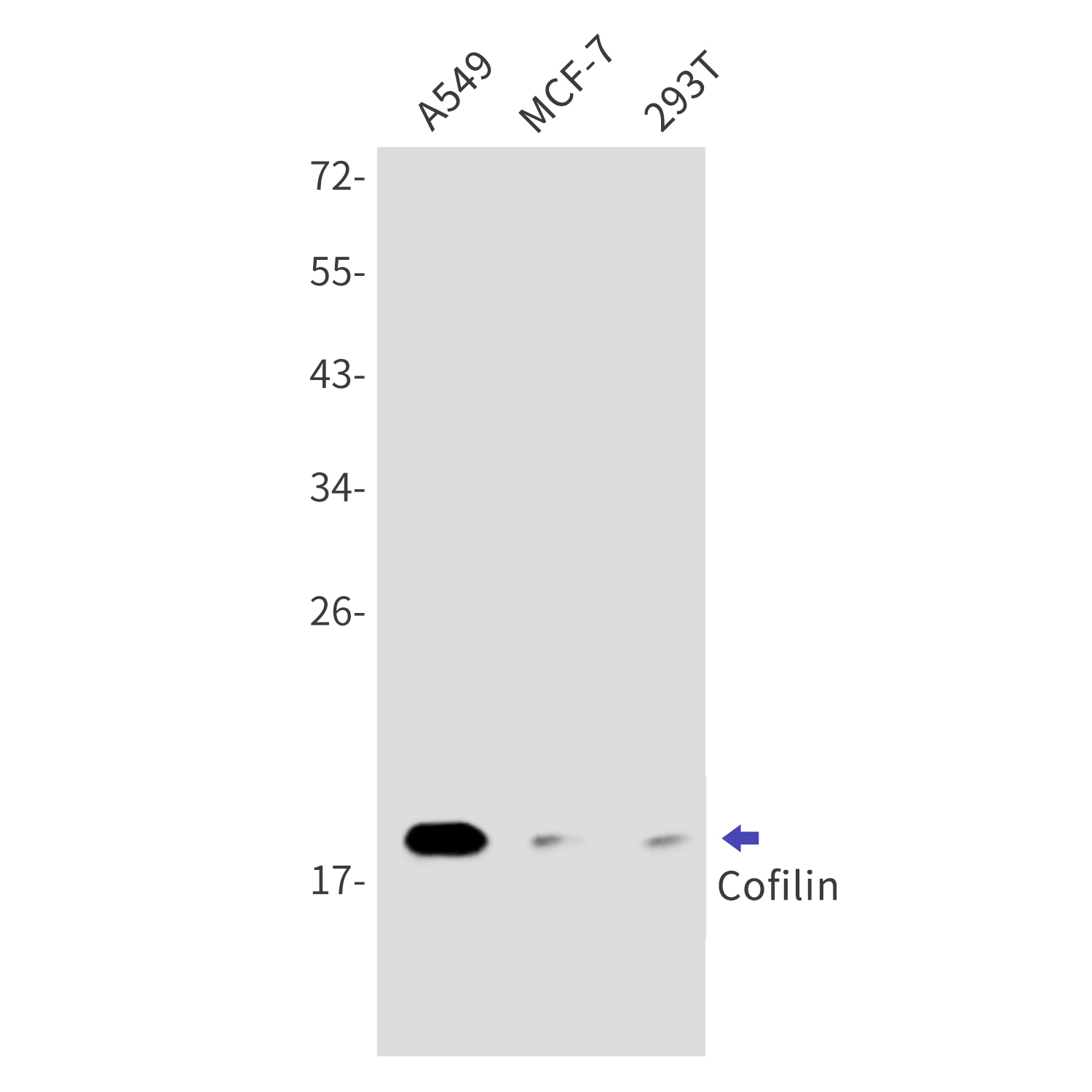 Western blot detection of Cofilin in A549,MCF-7,293T cell lysates using Cofilin Rabbit mAb(1:1000 diluted).Predicted band size:19kDa.Observed band size:19kDa.