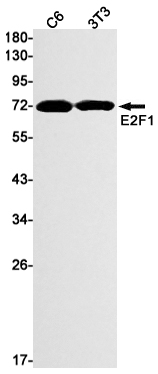 Western blot detection of E2F1 in C6,3T3 cell lysates using E2F1 Rabbit mAb(1:1000 diluted).Predicted band size:47kDa.Observed band size:70kDa.