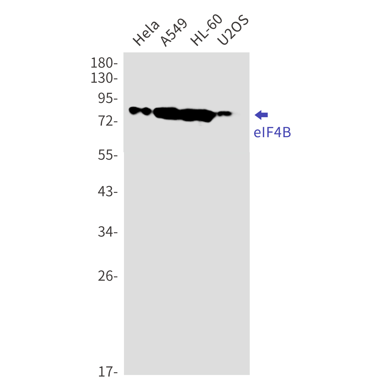 Western blot detection of eIF4B in Hela,A549,HL-60,U2OS cell lysates using eIF4B Rabbit mAb(1:1000 diluted).Predicted band size:69kDa.Observed band size:80kDa.