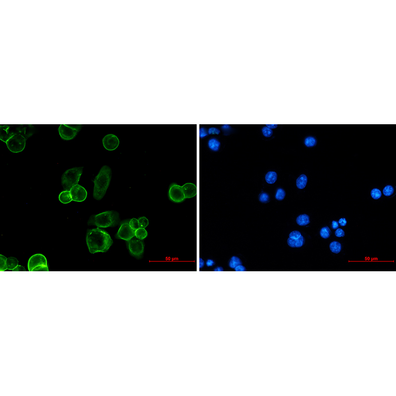 Immunofluorescence of EpCAM (green) in MCF-7 using EpCAM antibody at dilution 1:20, and DAPI(blue)