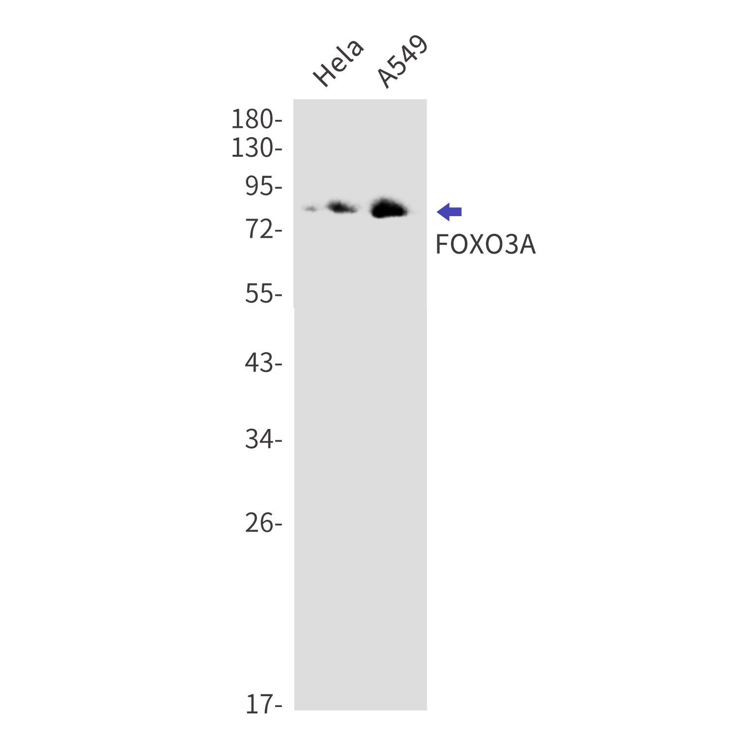 Western blot detection of FOXO3A in Hela,A549 cell lysates using FOXO3A Rabbit mAb(1:1000 diluted).Predicted band size:71kDa.Observed band size:82kDa.