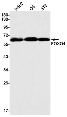 Western blot detection of FOXO4 in K562,C6,3T3 cell lysates using FOXO4 Rabbit mAb(1:1000 diluted).Predicted band size:54kDa.Observed band size:65kDa.