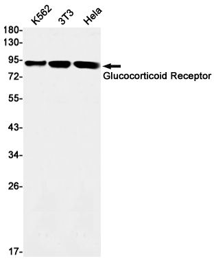 Western blot detection of Glucocorticoid Receptor in K562,3T3,Hela cell lysates using Glucocorticoid Receptor Rabbit mAb(1:1000 diluted).Predicted band size:86kDa.Observed band size: 94,91kDa.