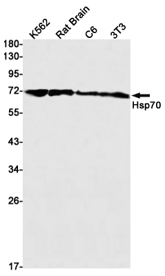 Western blot detection of Hsp70 in K562,Rat Brain,C6,3T3 cell lysates using Hsp70 Rabbit mAb(1:1000 diluted).Predicted band size:70kDa.Observed band size:70kDa.