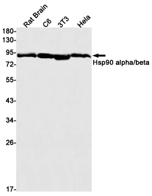 Western blot detection of Hsp90 alpha/beta in Rat Brain,C6,3T3,Hela cell lysates using Hsp90 alpha/beta Rabbit mAb(1:1000 diluted).Predicted band size:85,83kDa.Observed band size:90kDa.