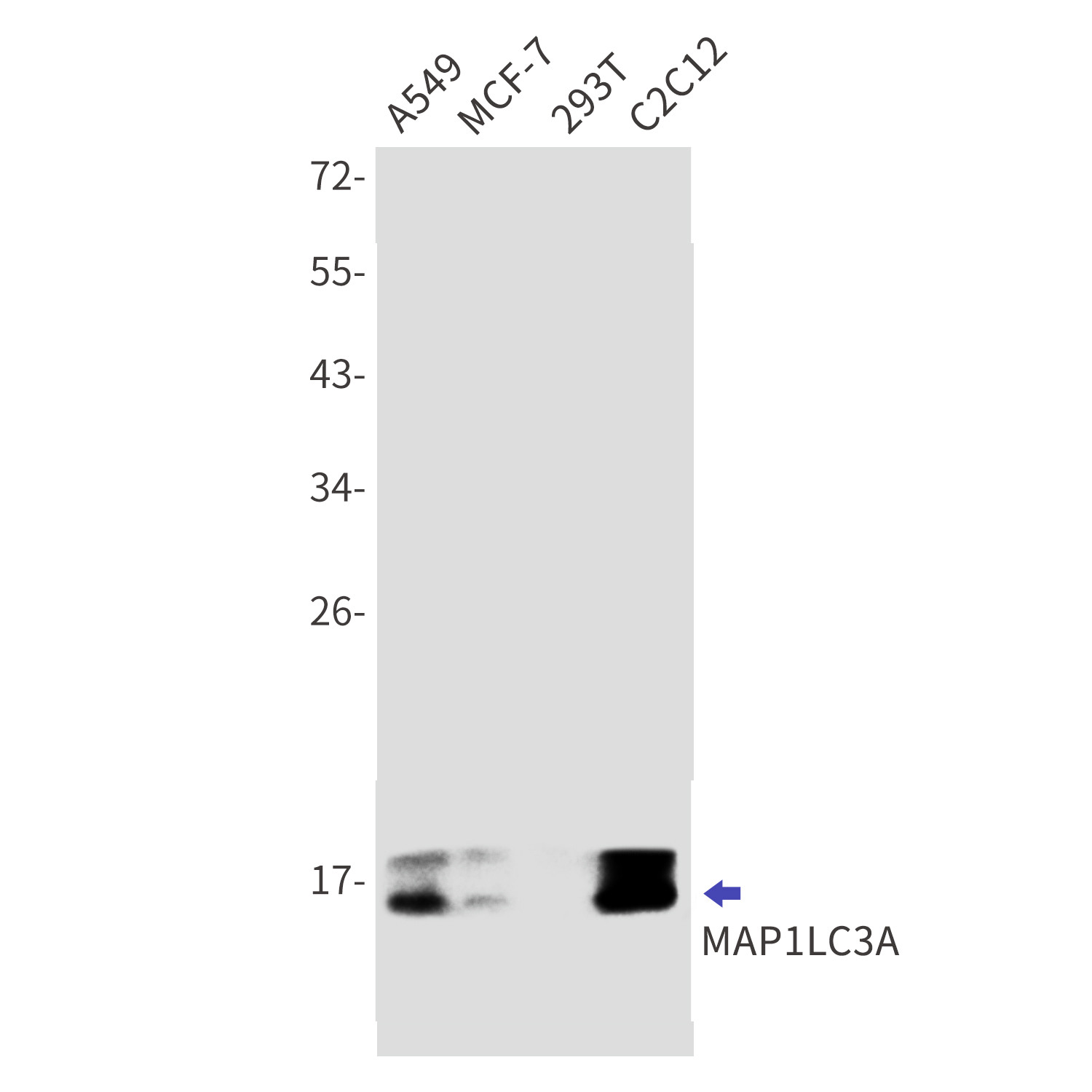 Western blot detection of LC3A in A549,MCF-7,293T,C2C12 cell lysates using LC3A Rabbit mAb(1:1000 diluted).Predicted band size:14kDa.Observed band size:16kDa.