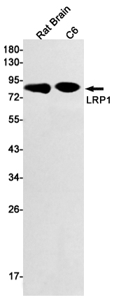 Western blot detection of LRP1 in Rat Brain,C6 cell lysates using LRP1 Rabbit mAb(1:1000 diluted).Predicted band size:85kDa.Observed band size:85kDa.