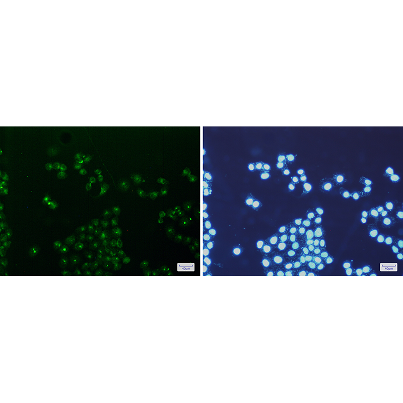 Immunofluorescence of mtTFA/TFAM(green) in Hela cells using mtTFA/TFAM Rabbit mAb at dilution 1:200, and DAPI(blue)