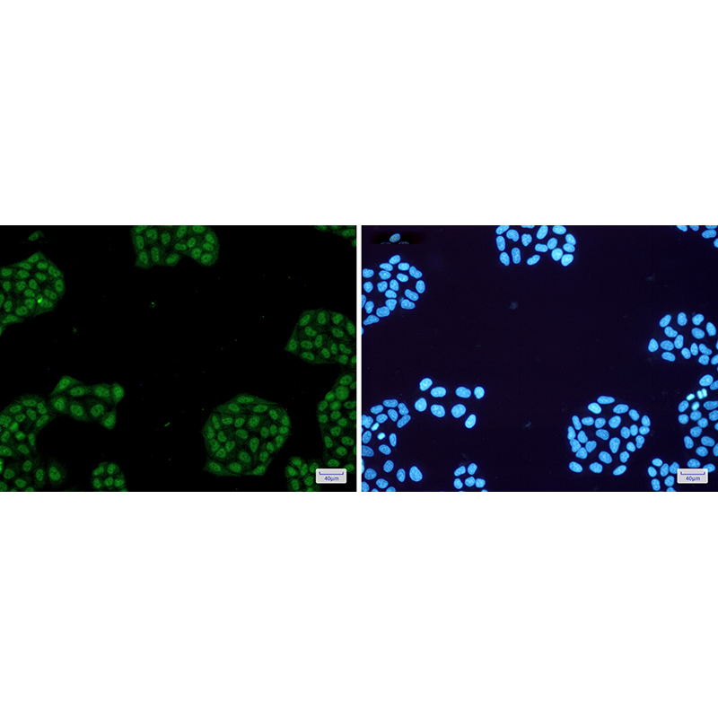 Immunofluorescence of NR1D1(green) in Hela cells using NR1D1 Rabbit mAb at dilution 1:50, and DAPI(blue)