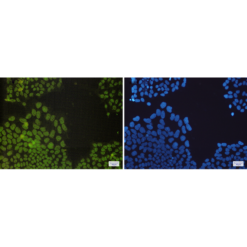 Immunofluorescence of NRF1(green) in Hela cells using NRF1 Rabbit mAb at dilution 1:200, and DAPI(blue)