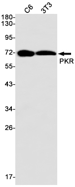 Western blot detection of PKR in C6,3T3 cell lysates using PKR Rabbit mAb(1:1000 diluted).Predicted band size:62kDa.Observed band size:74kDa.